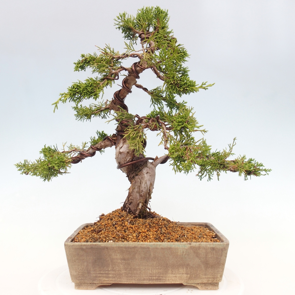 Venkovní bonsai - Juniperus chinensis Itoigawa -Jalovec čínský