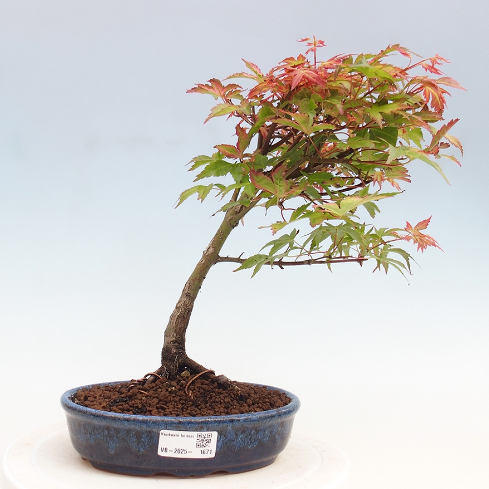 Javor dlanitolistý - Acer palmatum Beni Tsukasa