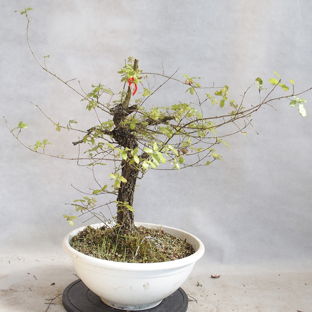 Venkovní bonsai Quercus Cerris - Dub Cer