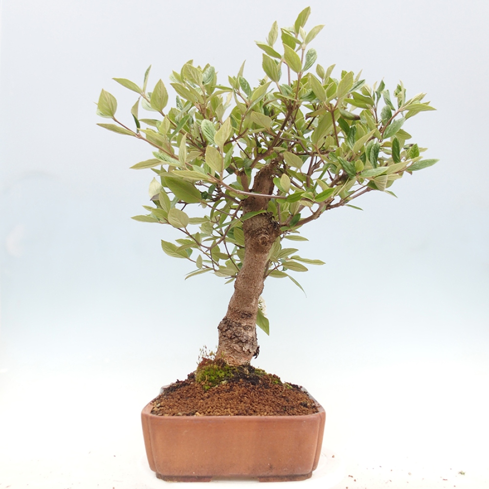 Venkovní bonsai-Kalina Bodnanská - Viburum carlesii hemsi