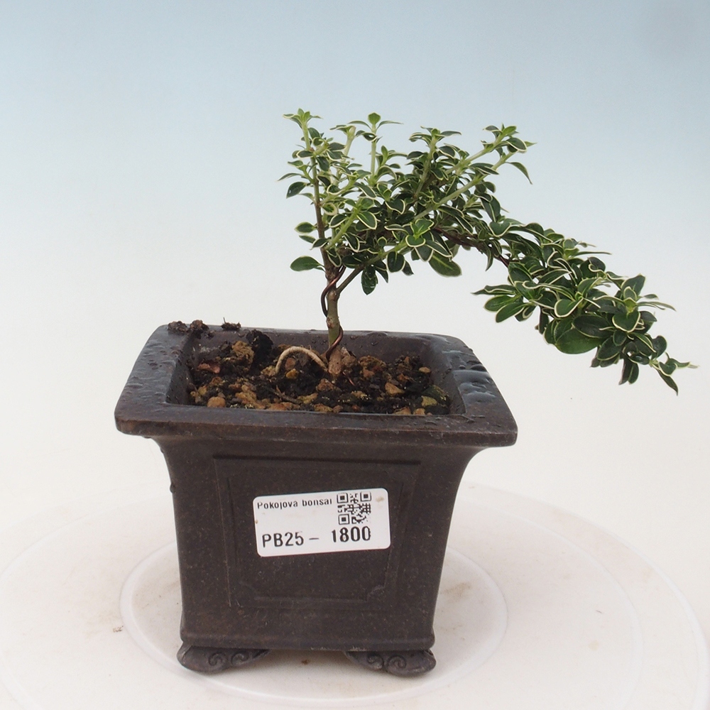 Pokojová bonsai - Serissa foetida Variegata - Strom tisíce hvězd