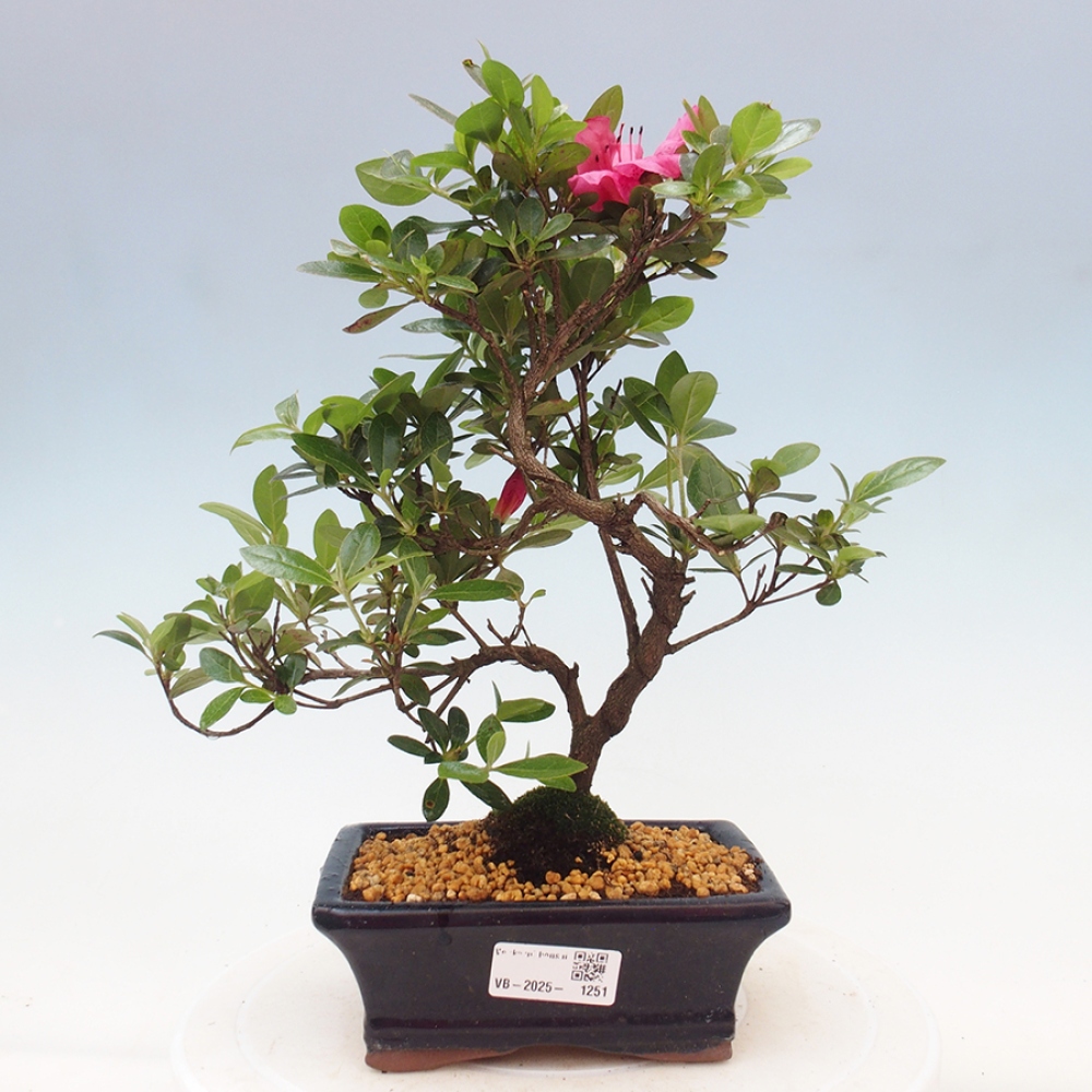 Venkovní bonsai - Japonská azalka - Azalea sp.