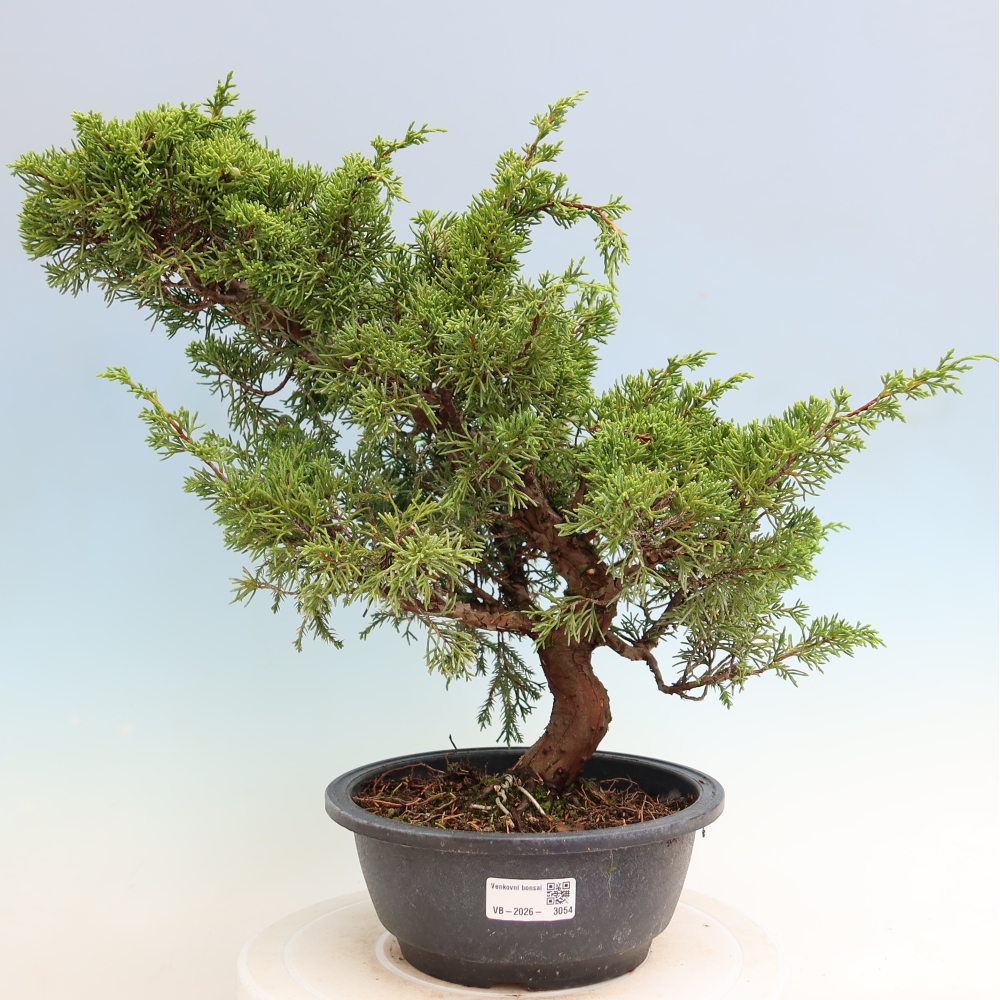 Venkovní bonsai - Juniperus chinensis Itoigawa-Jalovec čínský
