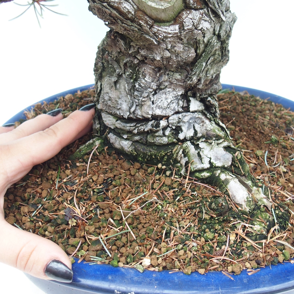 Venkovní bonsai - Pinus parviflora - Borovice drobnokvětá