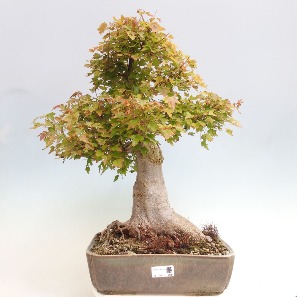 Venkovní bonsai - Acer Buergerianum - Javor Burgerův