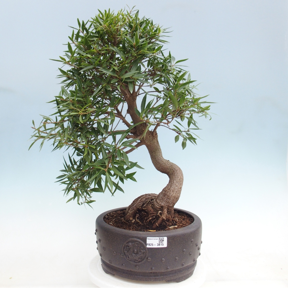 Pokojová bonsai - Ficus nerifolia -  malolistý fíkus