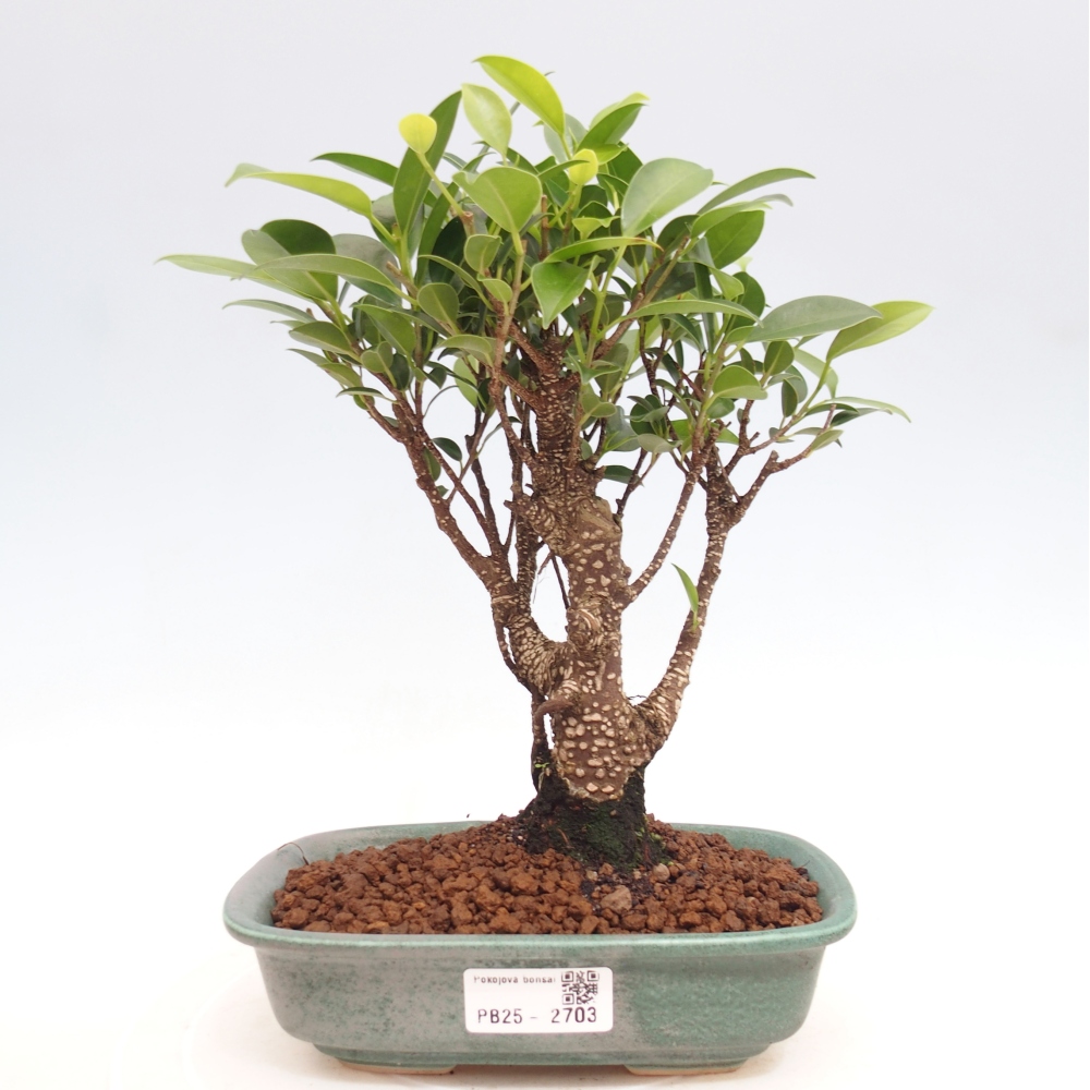 Pokojová bonsai - Ficus retusa -  malolistý fíkus
