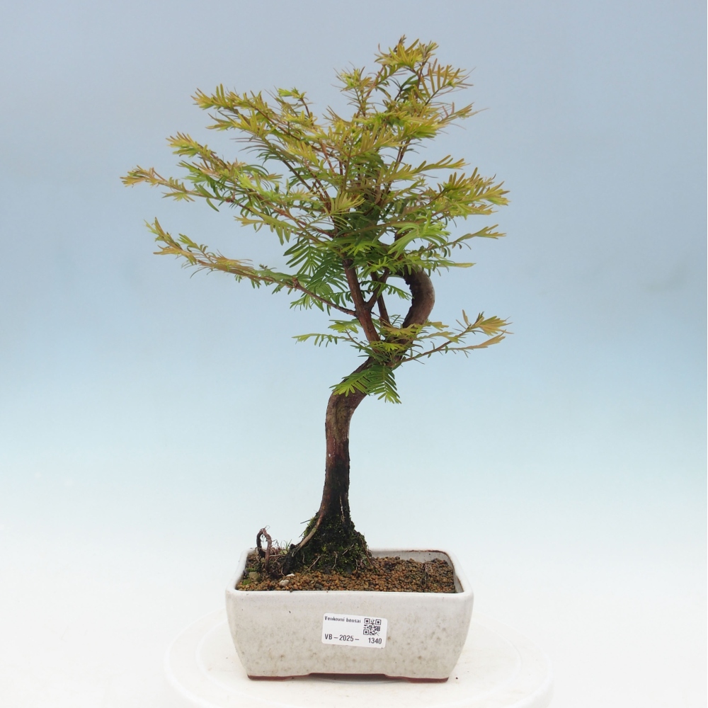 Venkovní bonsai - Metasequoia glyptostroboides - Metasekvoje čínská