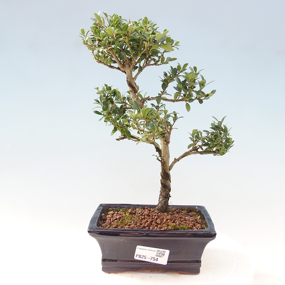 Pokojová bonsai - Ilex crenata - Cesmína