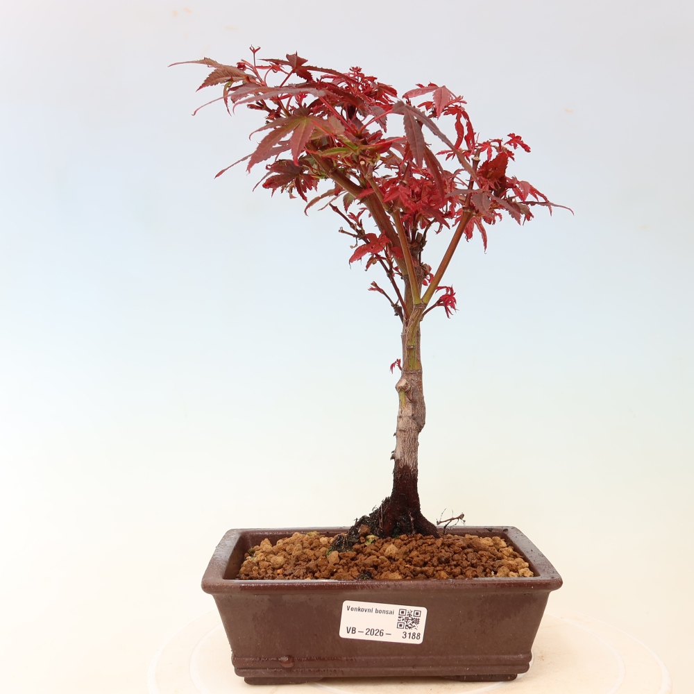 Venkovní bonsai -Javor dlanitolistý  - Acer palmatum Berry Broom 