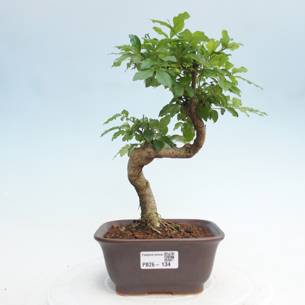 Pokojová bonsai -Ligustrum chinensis - Ptačí zob