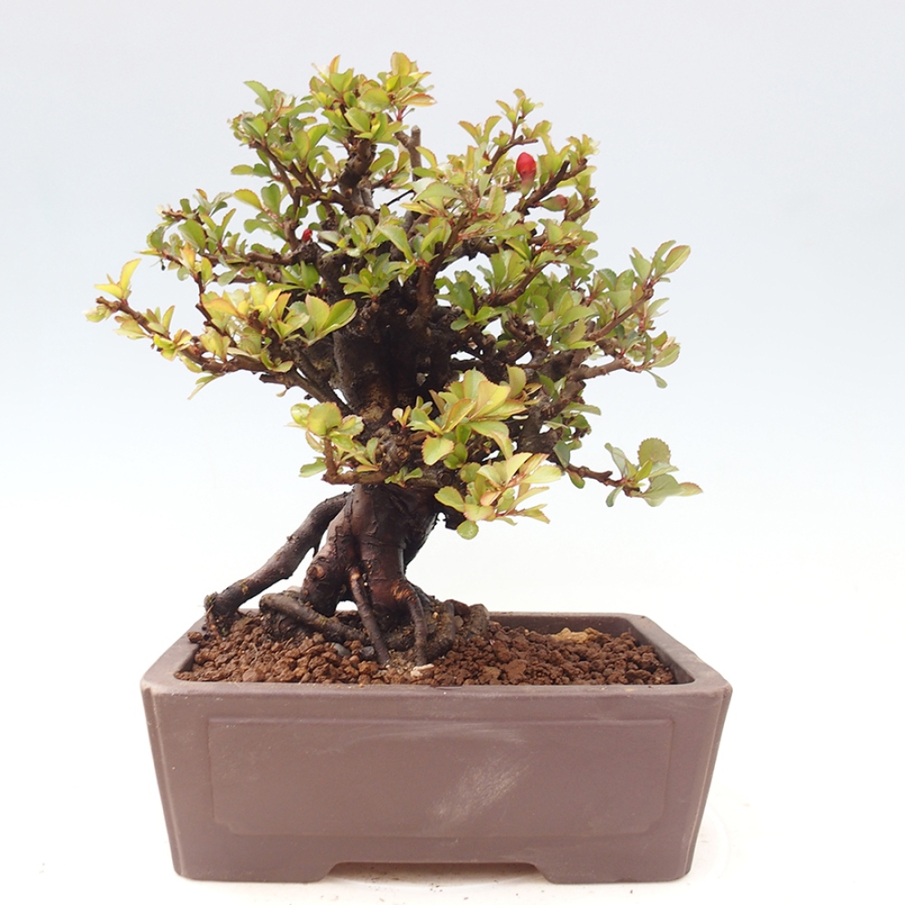 Venkovní  bonsai -  Chaneomeles speciosa - Kdoulovec ozdobný