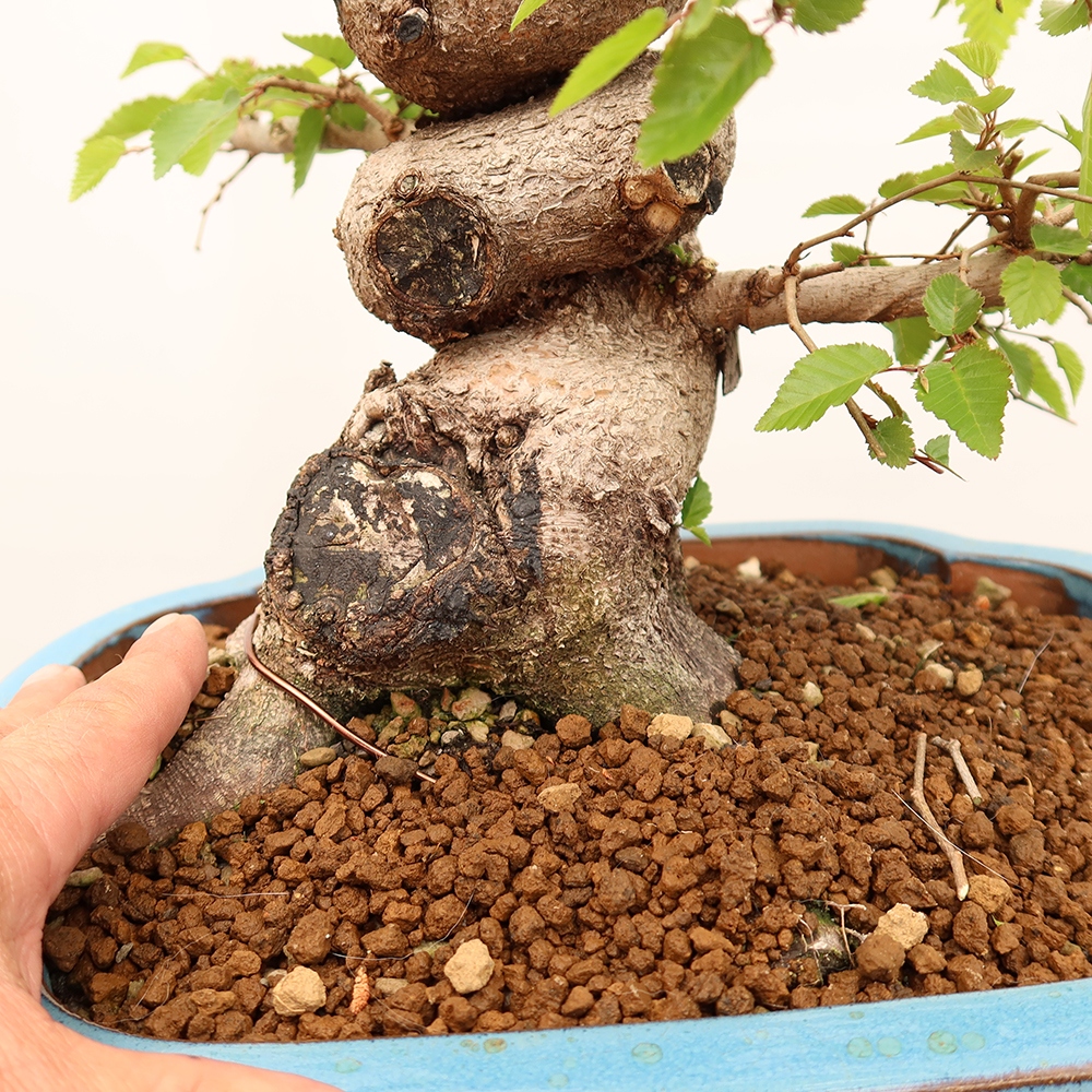 Venkovní bonsai -Carpinus Coreana - Habr korejský