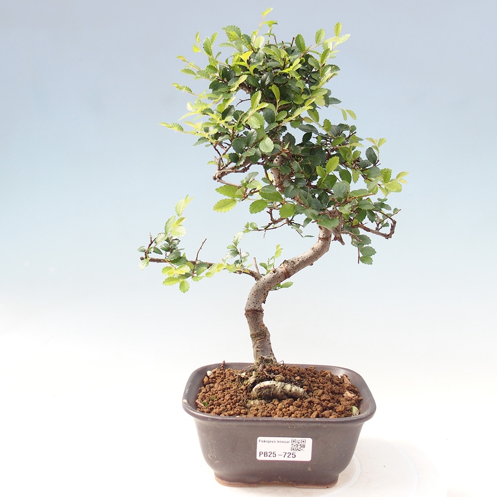 Pokojová bonsai-Malolistý jilm 