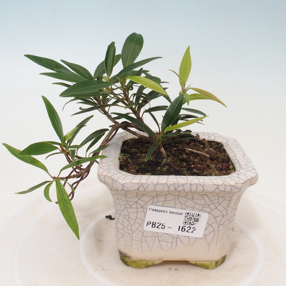 Pokojová bonsai - Ficus nerifolia -  malolistý fíkus