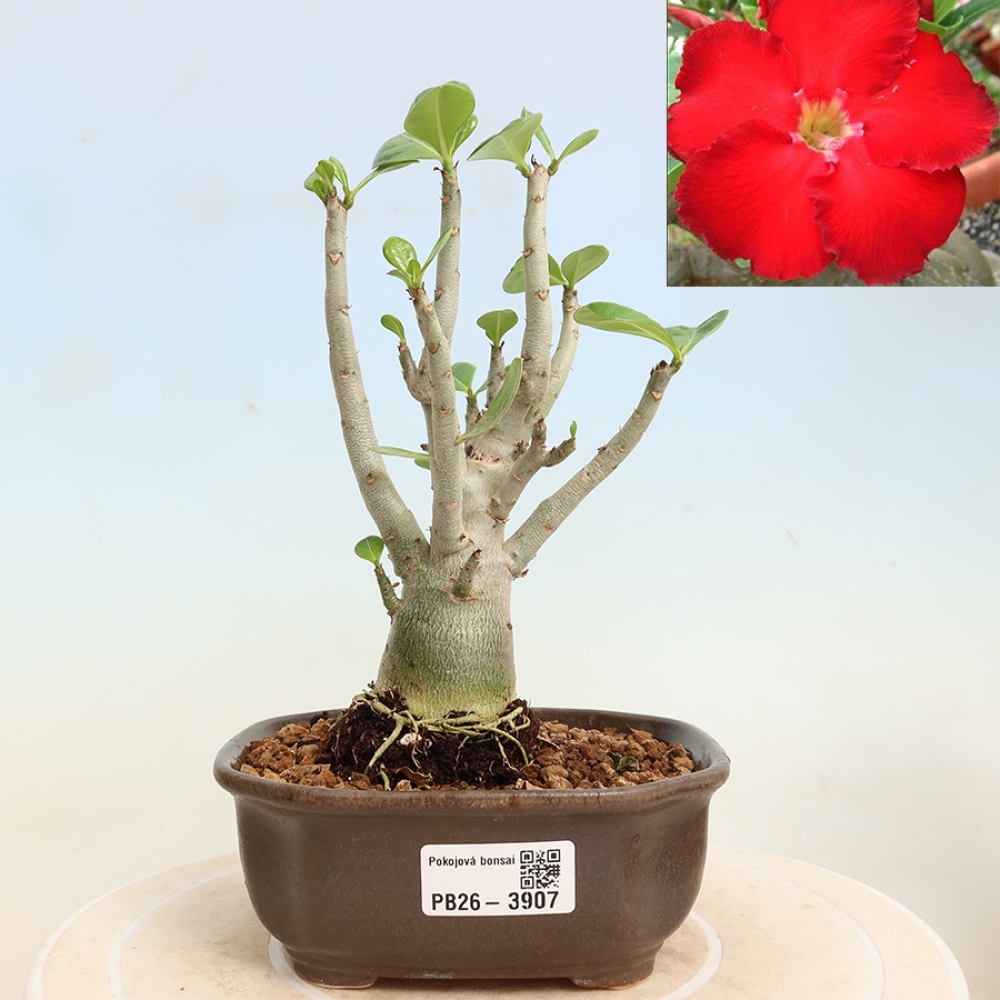 Pokojová bonsai - Adenium obesum Red Star - Pouštní růže