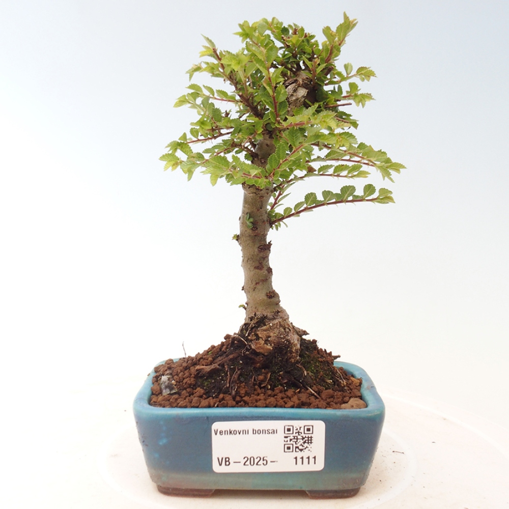 Venkovní bonsai - Ulmus parvifolia Sagei - Malolistý jilm
