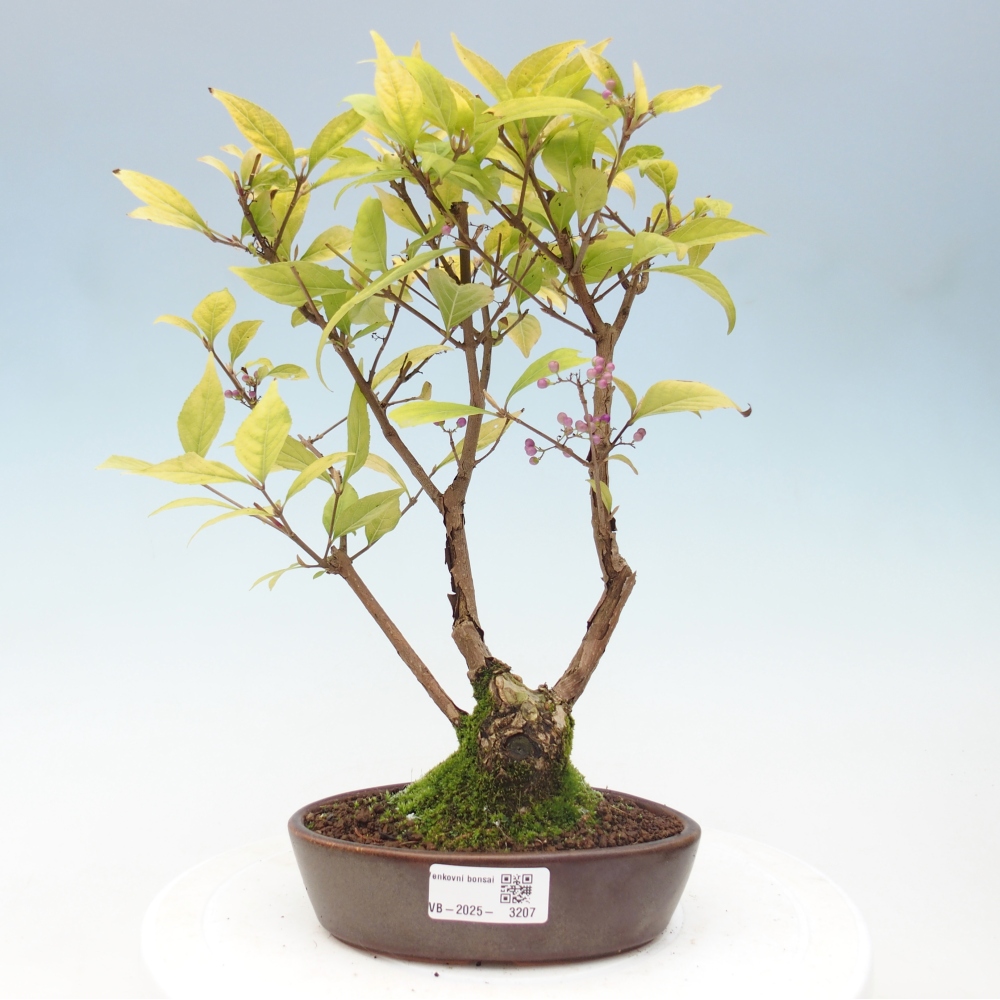 Venkovní bonsai - krásnoplodka - Callicarpa japonica