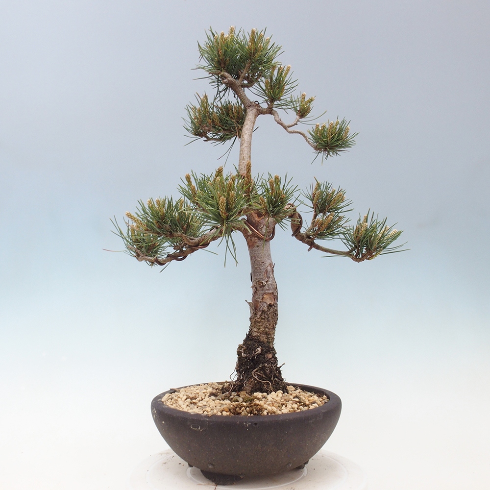 Venkovní bonsai - Pinus Sylvestris Watererri - Borovice lesní