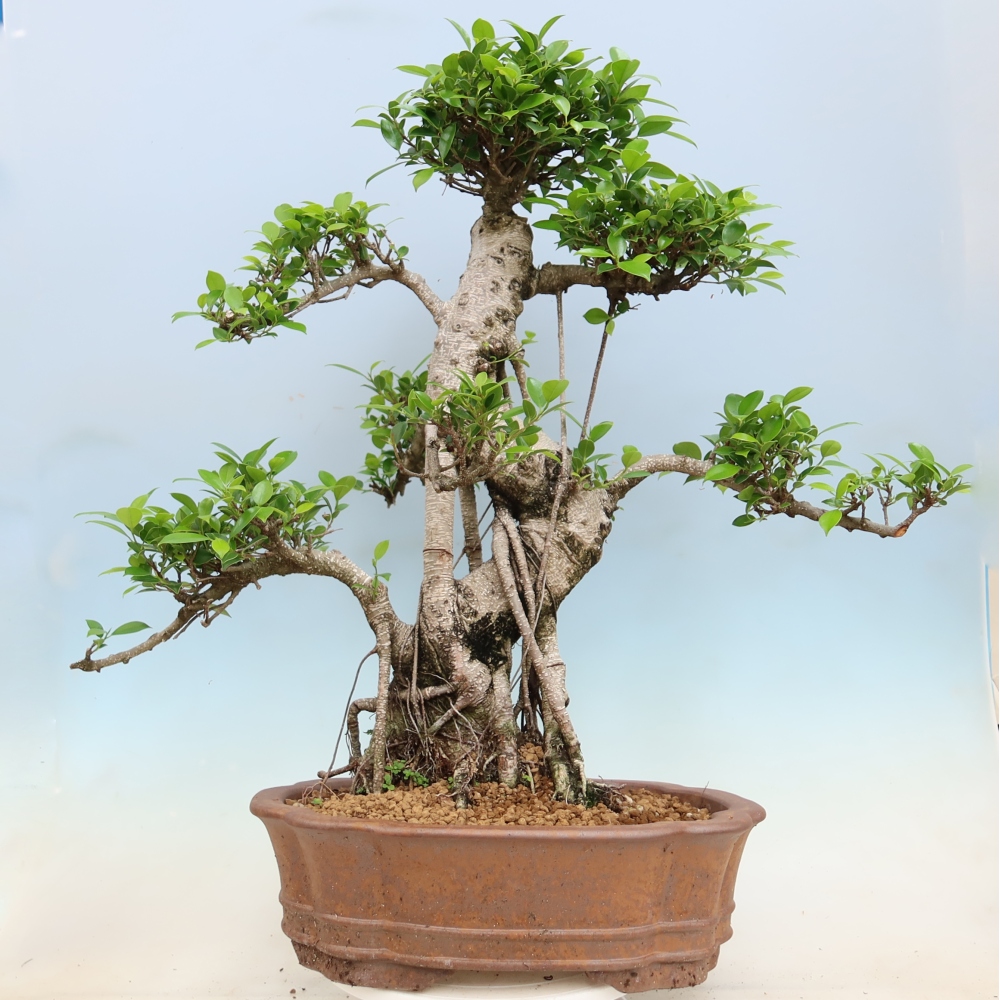 Pokojová bonsai - Ficus kimmen -  malolistý fíkus
