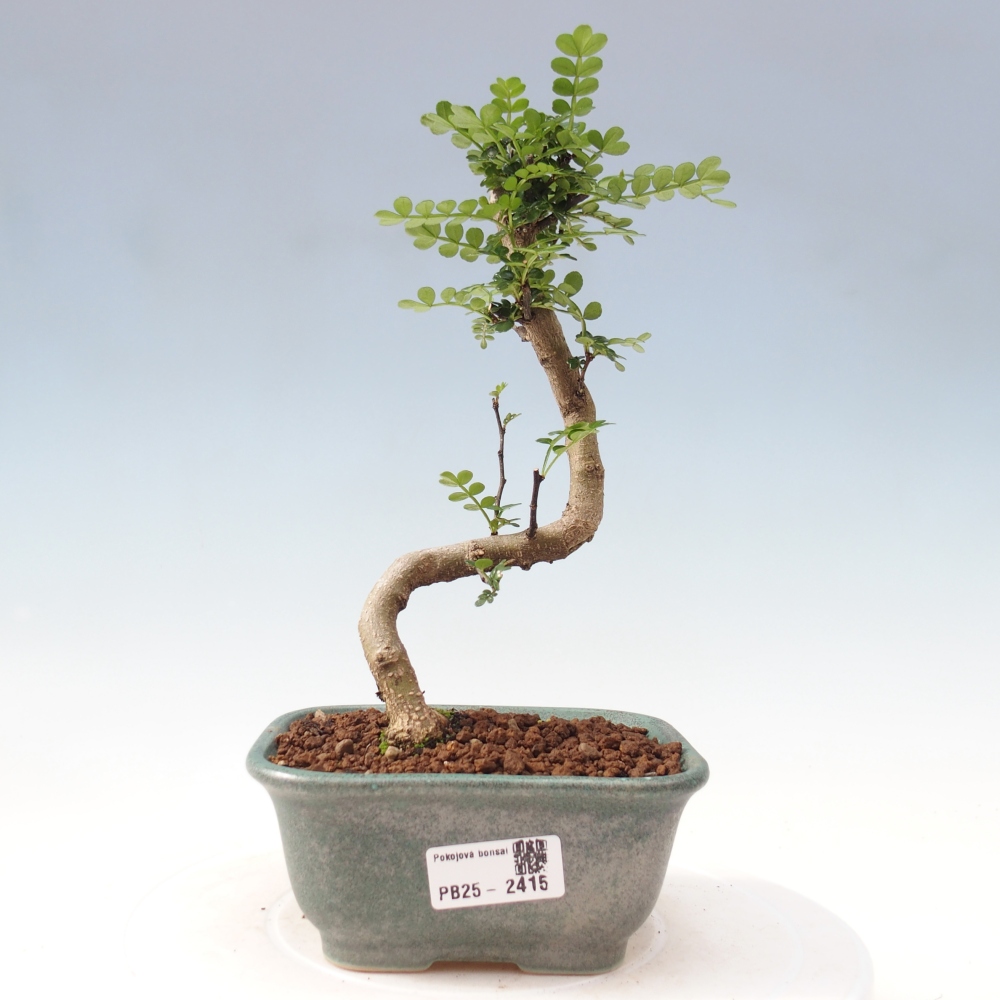 Pokojová bonsai - Zantoxylum piperitum - pepřovník