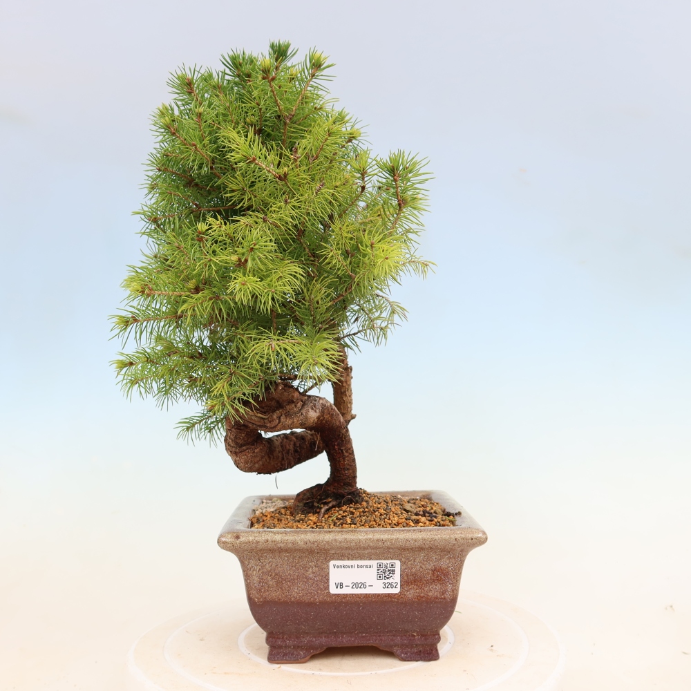 Venkovní bonsai- Smrk kulovitý - Picea glauca globe