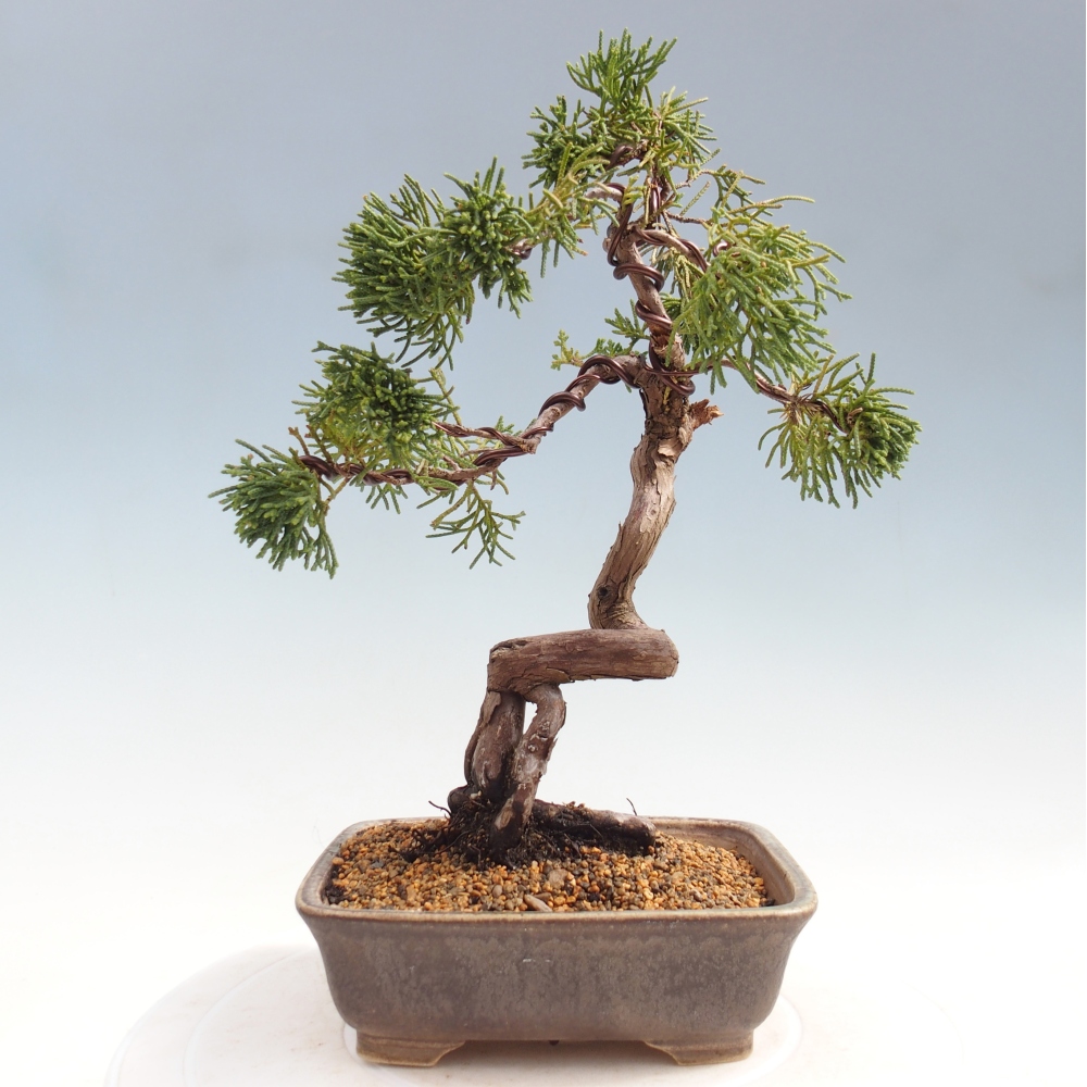 Venkovní bonsai - Juniperus chinensis Kishu -Jalovec čínský