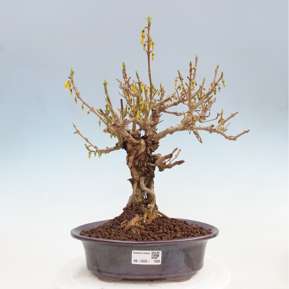 Venkovní bonsai - Zlatice - Forsythia koreana