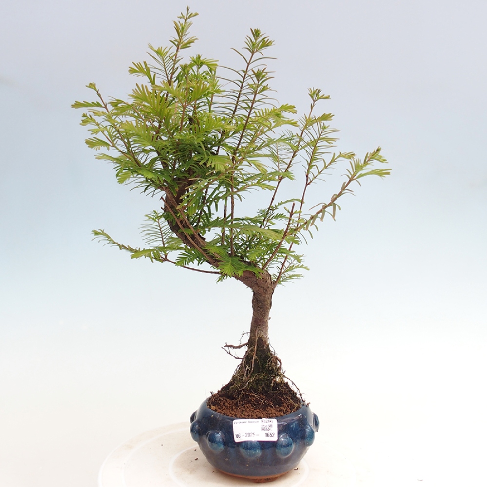 Venkovní bonsai - Metasequoia glyptostroboides - Metasekvoje čínská