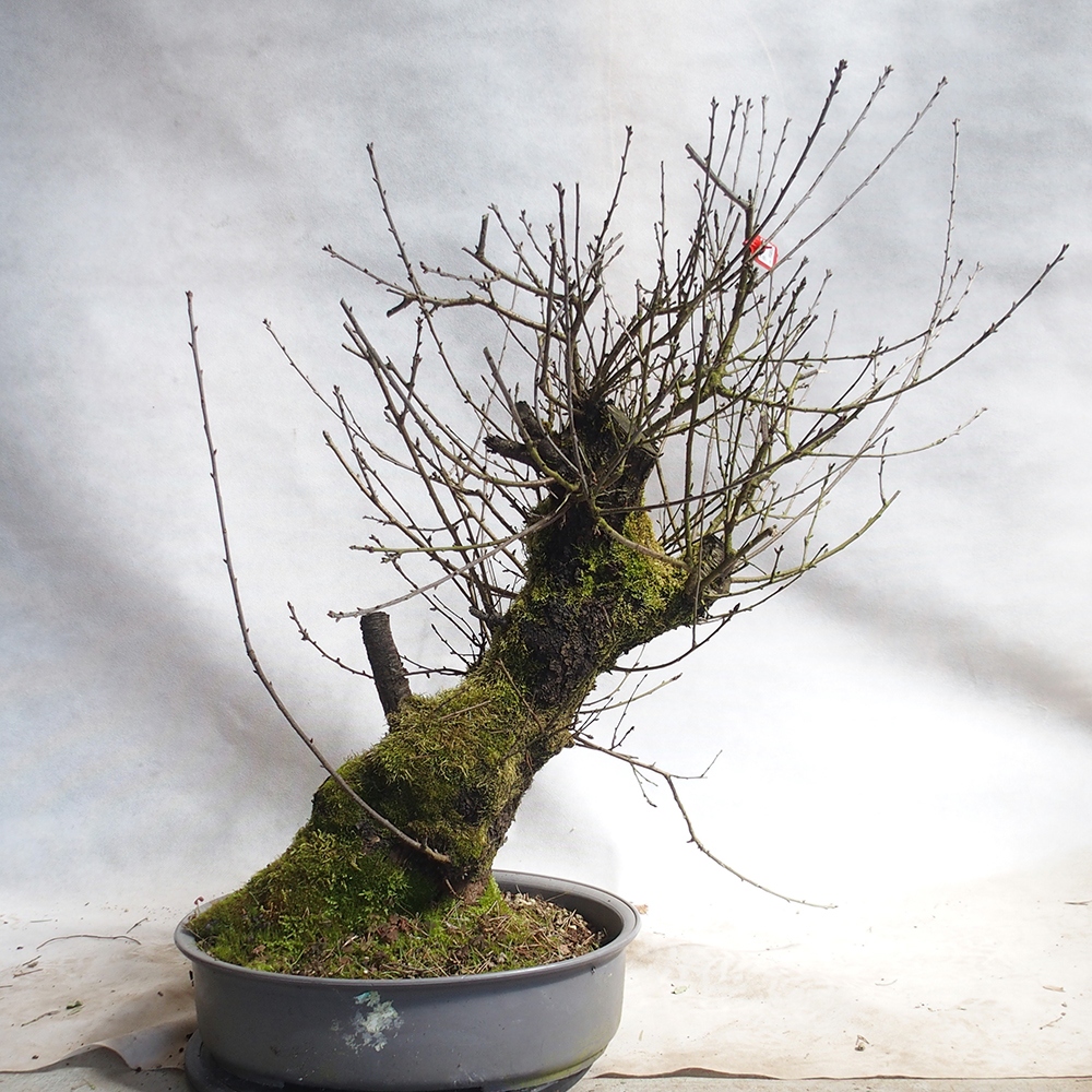 Venkovní bonsai -Mahalebka - Prunus mahaleb