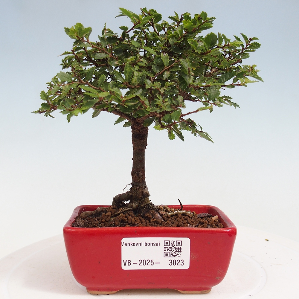 Venkovní bonsai - Ulmus parvifolia Sagei - Malolistý jilm