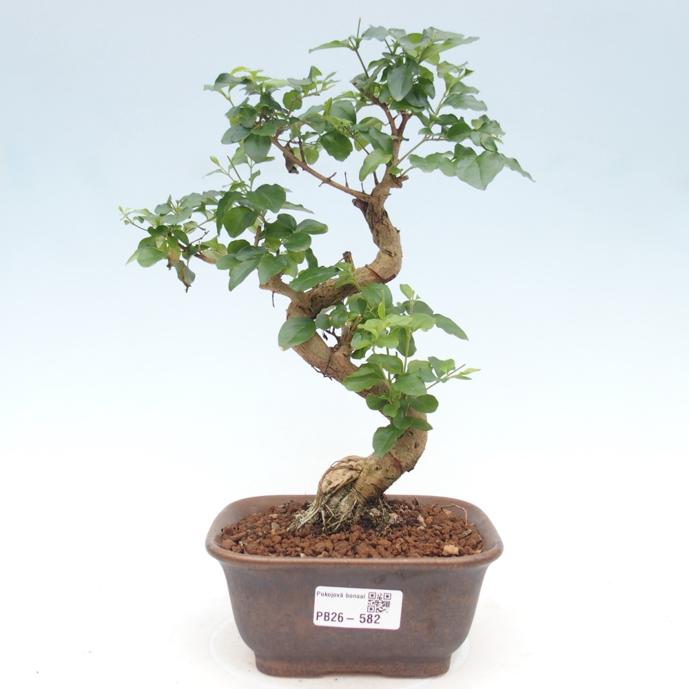 Pokojová bonsai -Ligustrum chinensis - Ptačí zob