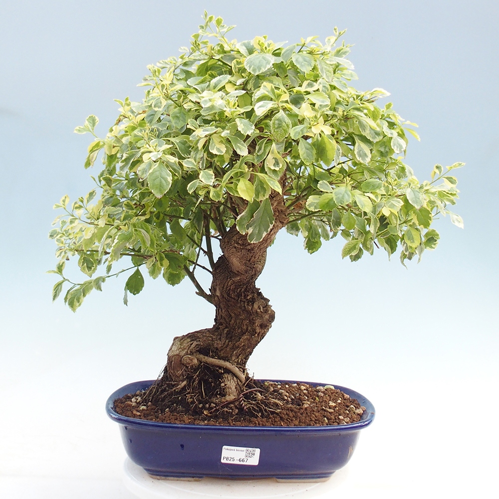 Pokojová bonsai - Duranta variegata 
