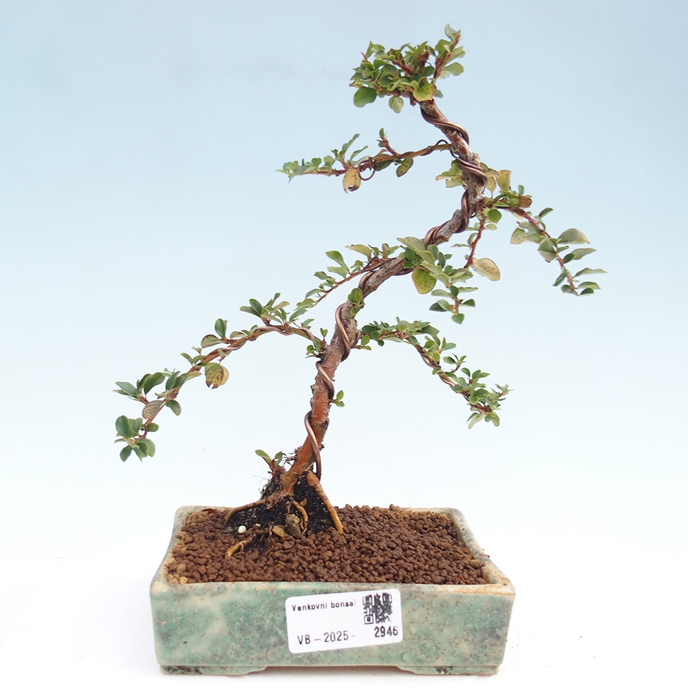 Venkovní bonsai - Cotoneaster horizontalis - Skalník