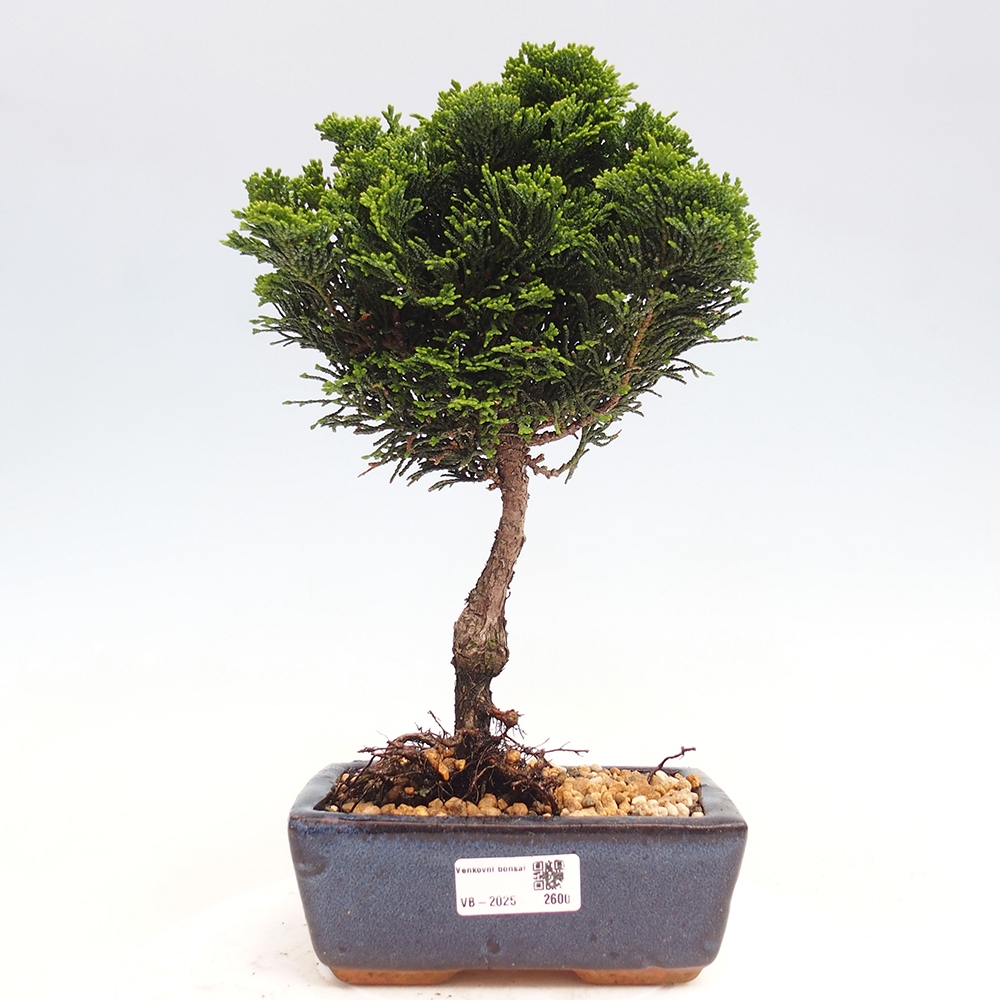Venkovní bonsai - Cham.pis obtusa Nana Gracilis - Cypřišek