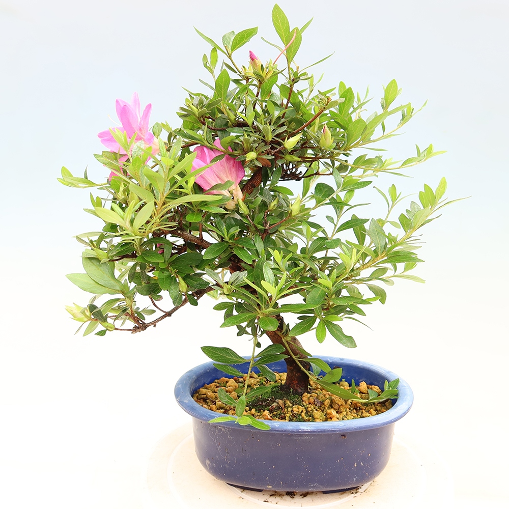 Venkovní bonsai - Japonská azalka - Azalea Yoko