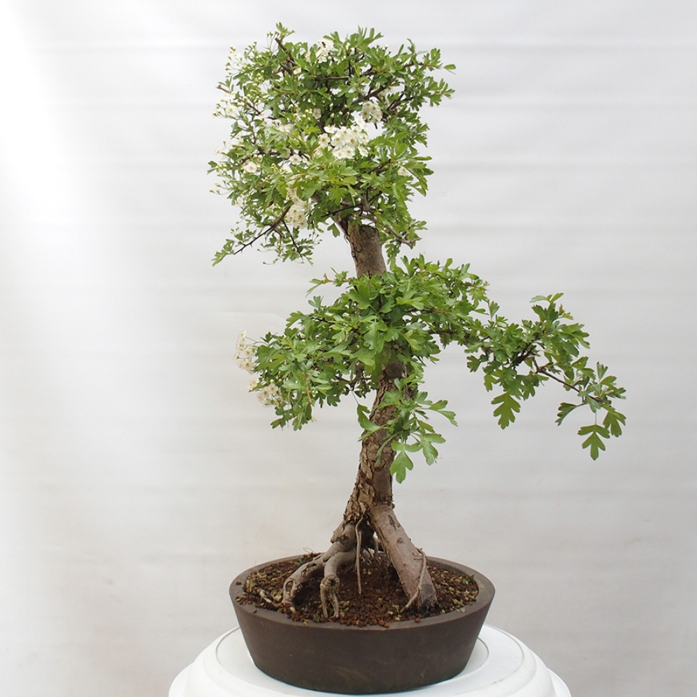 Venkovní bonsai - Hloh - Crataegus monogyna