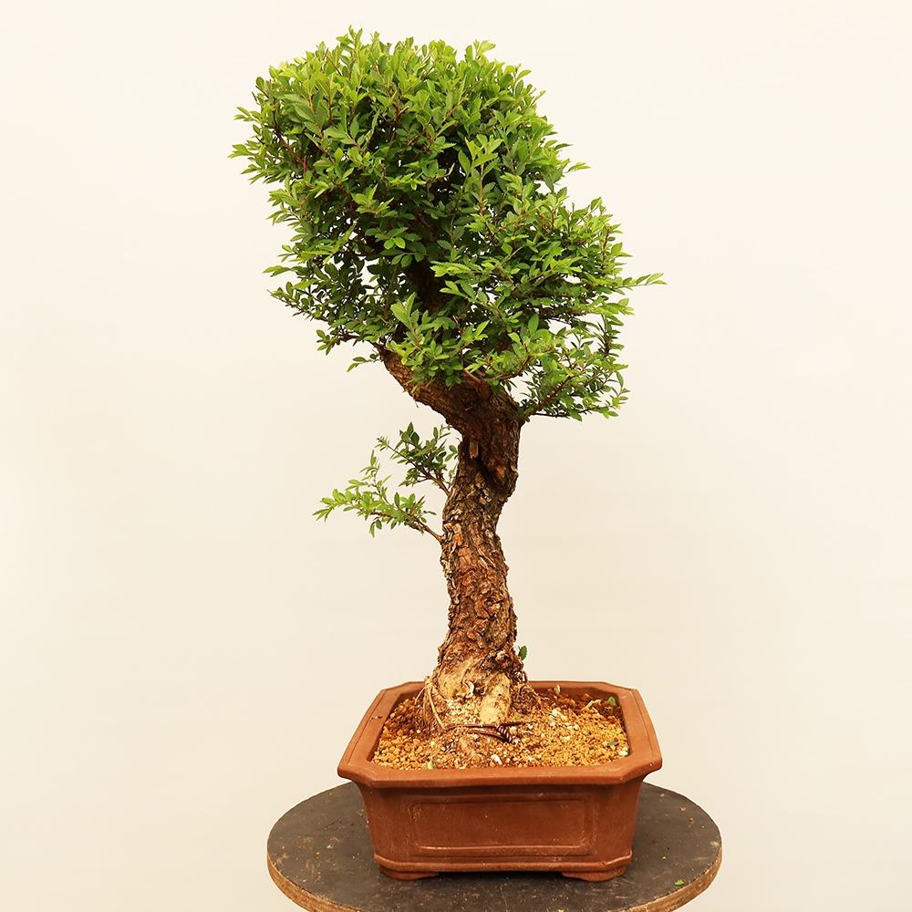 Venkovní bonsai - Zelkova - Zelkova NIRE