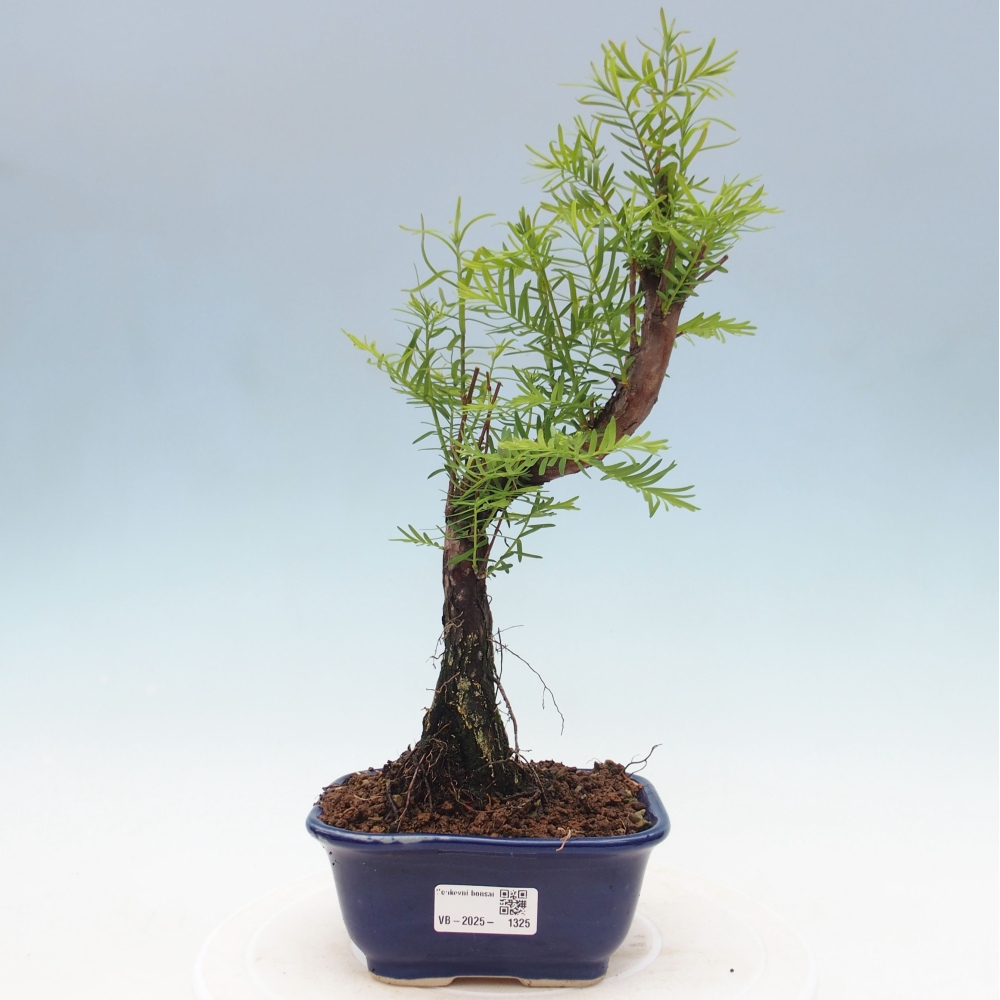 Venkovní bonsai - Metasequoia glyptostroboides - Metasekvoje čínská