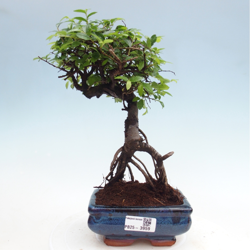 Pokojová bonsai - Ulmus parvifolia - Malolistý jilm