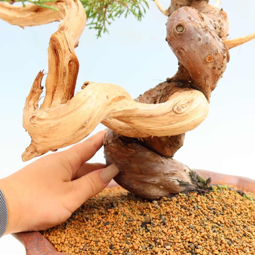 Venkovní bonsai - Juniperus chinensis Itoigawa-Jalovec čínský