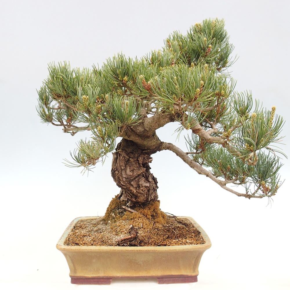 Venkovní bonsai - Pinus parviflora - Borovice drobnokvětá