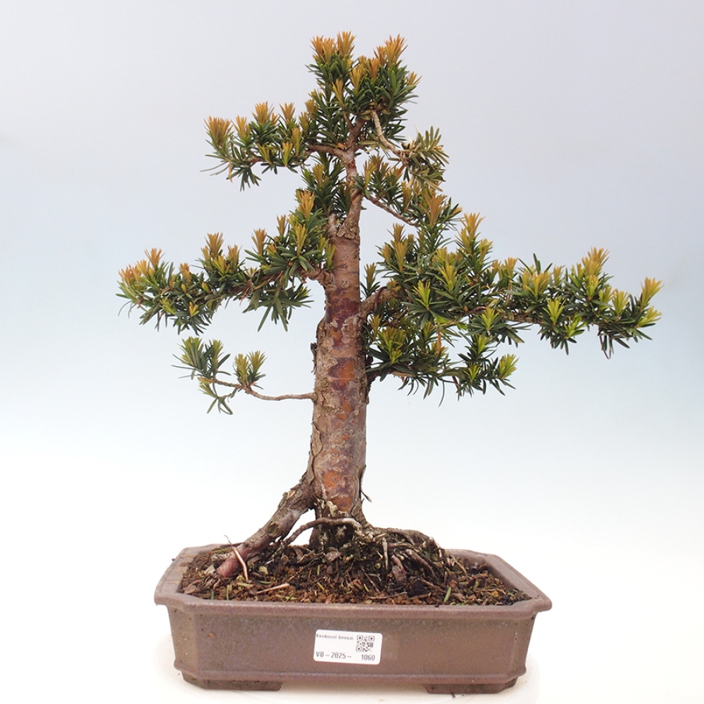 Venkovní bonsai - Taxus cuspidata  - Tis japonský