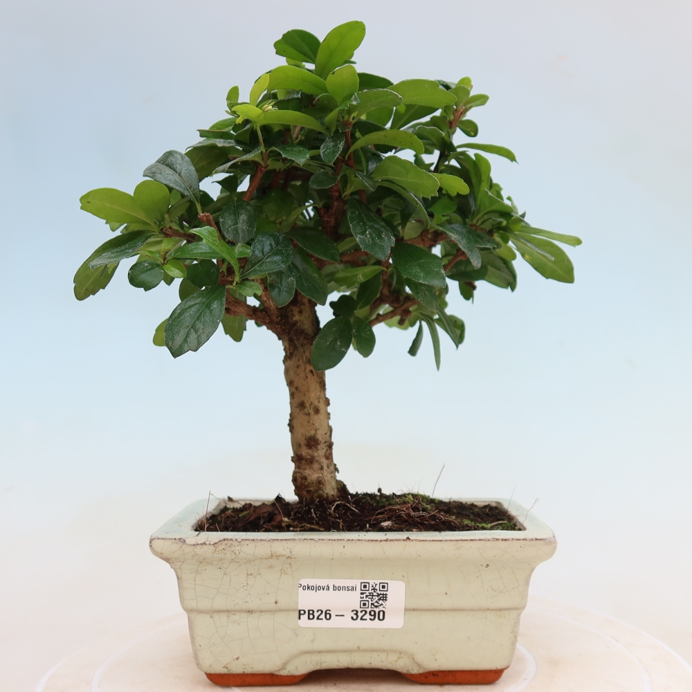 Pokojová bonsai - Carmona macrophylla - Čaj fuki