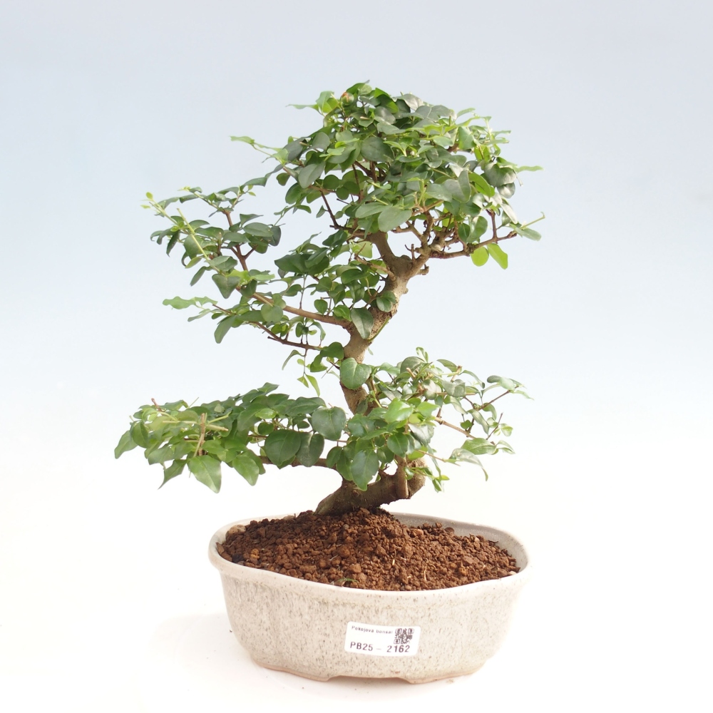 Pokojová bonsai -Ligustrum chinensis - Ptačí zob