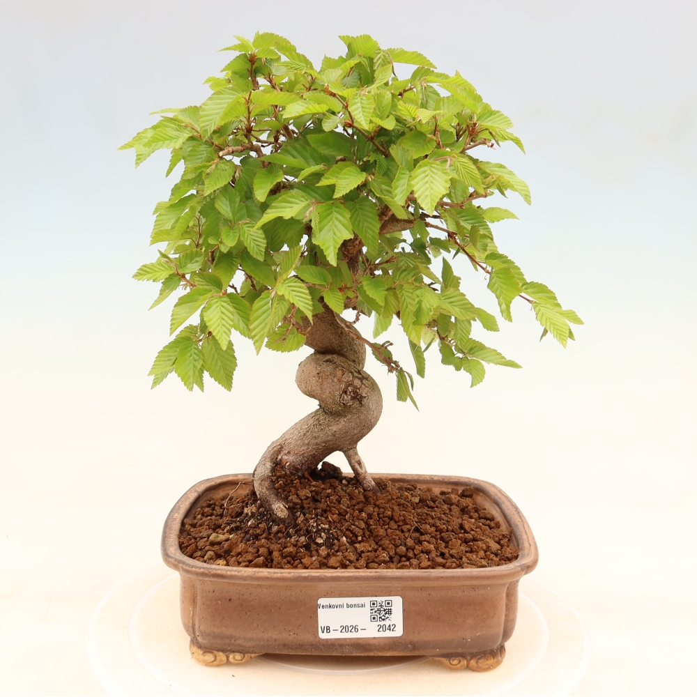 Venkovní bonsai -Carpinus coreana - Habr korejský
