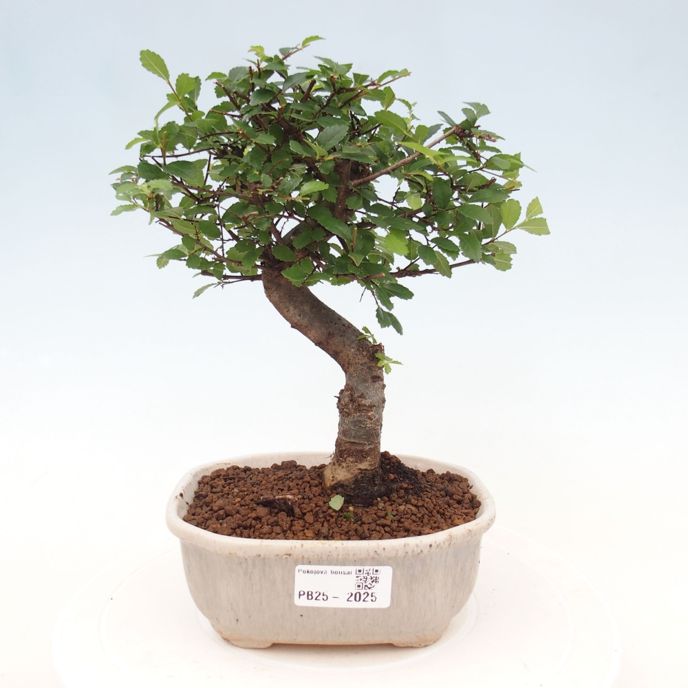 Pokojová bonsai-Malolistý jilm 