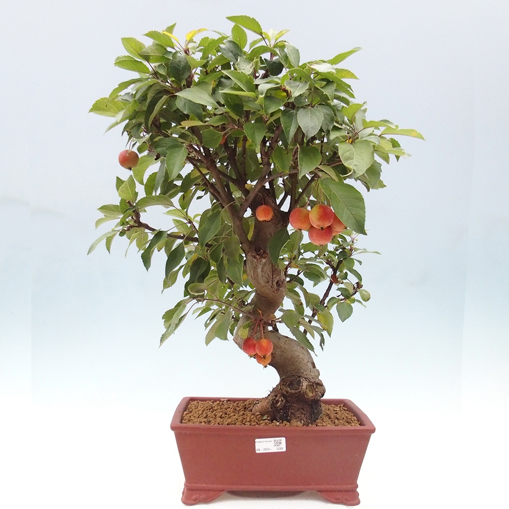 Venkovní bonsai -Malus halliana - Maloplodá jabloň