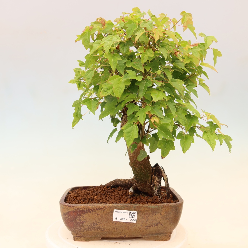 Venkovní bonsai - Javor Burgerův - Acer Burgerianum 