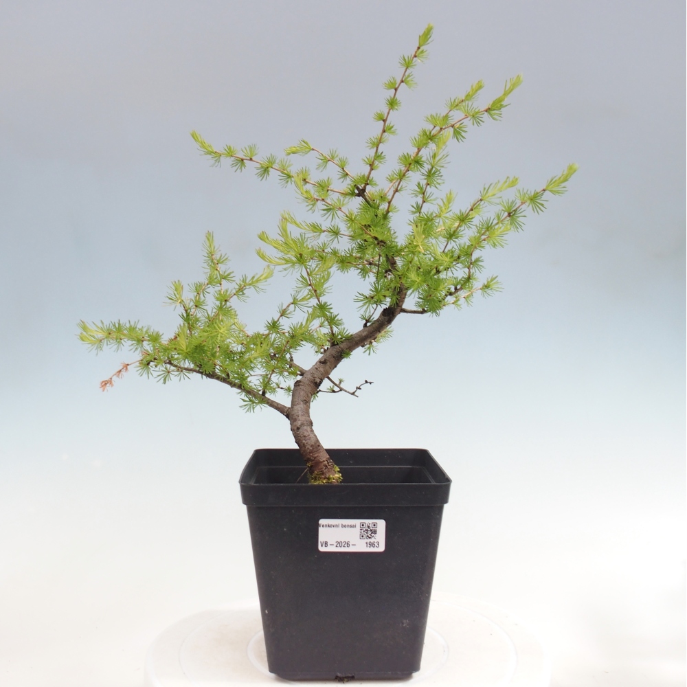 Venkovní bonsai -Larix decidua - Modřín opadavý 